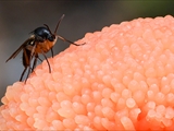 Tubulifera arachnoidea (Synonym: Tubifera ferruginosa) ist im jungen Zustand zuerst weiß, dann orangerot bis scharlachrot und erinnert in dieser Phase an eine Himbeere. Vor der Reife dann dunkelbraun bis schwarz.